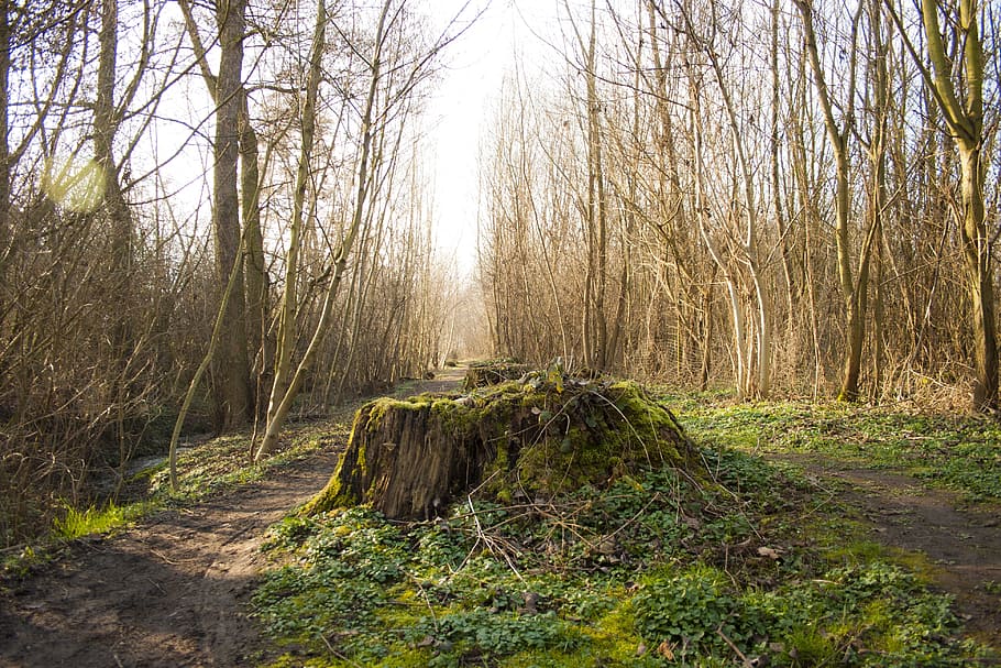 pathway surrounded by trees, tree stump, forest, environment HD wallpaper
