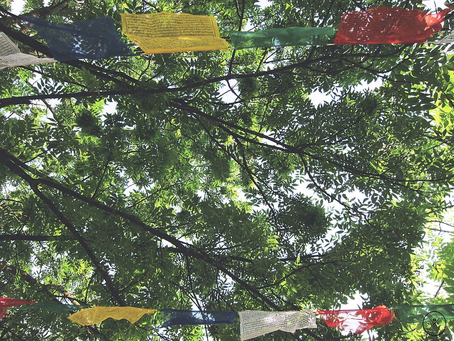 flags, prayer, peace, foliage, tree, summer, religion, buddhism, HD wallpaper