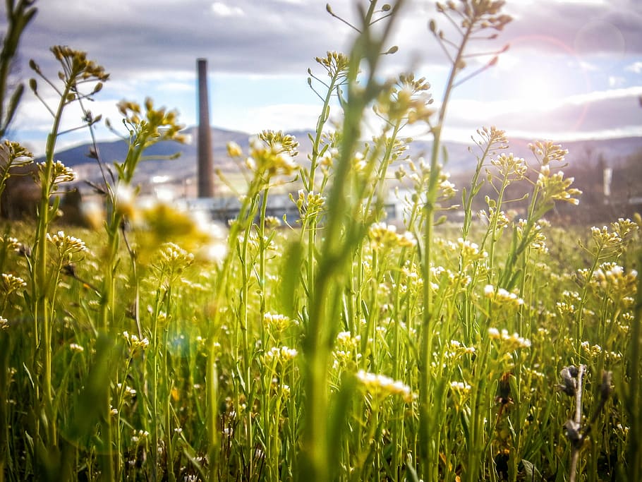 green grass field, future, ecology, environment, energy, renewable HD wallpaper