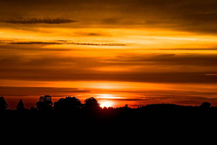 silhouette of trees during golden hour, sunset, setting sun HD wallpaper