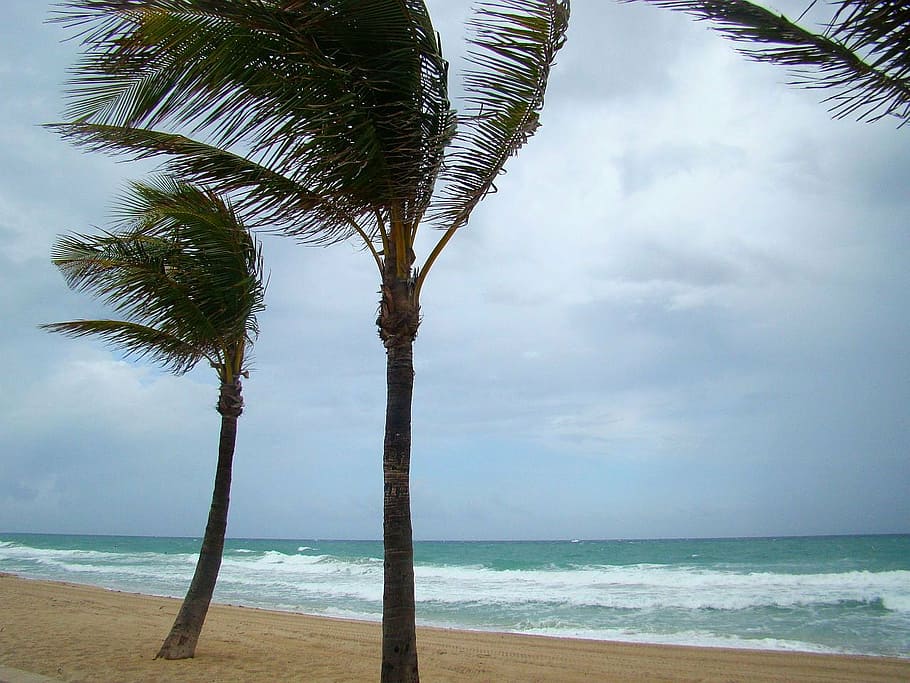 tree, palm, sky, ocean, wind, storm, beach, sea, nature, sand HD wallpaper