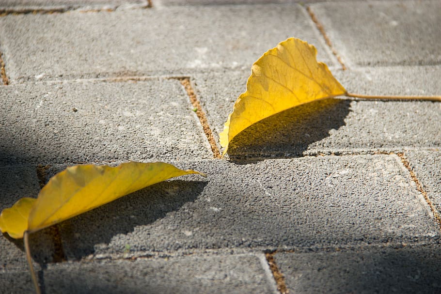 two dry leaves, leaf, autumn, fall, ground, fallen leaf, pavement HD wallpaper