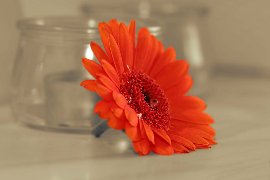 red Gerber daisy flower on table, gerbera, blossom, bloom, colorful, HD wallpaper
