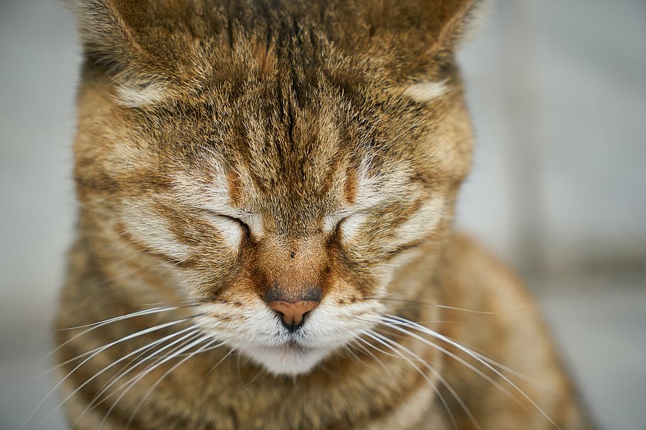 orange tabby cat in focus photography, street, animal, cute, pets