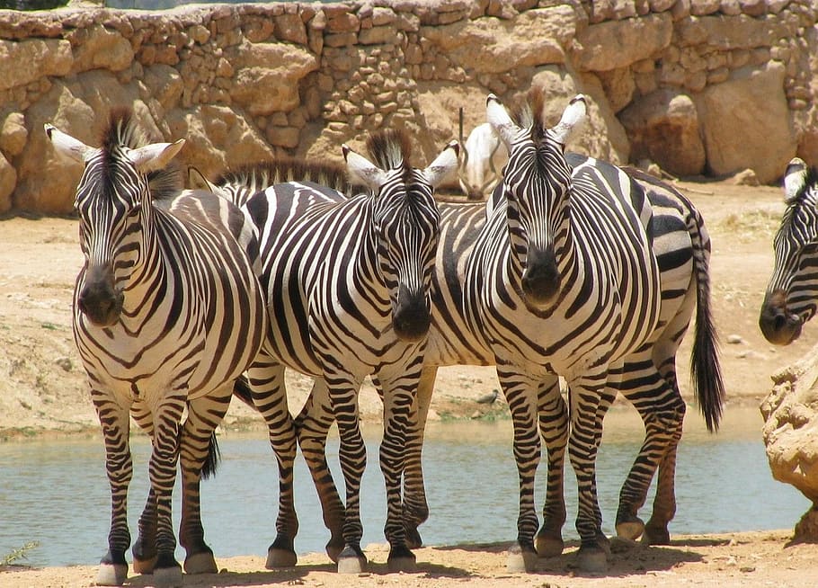 zeal of zebras, Front, Animal, Wild, Mammal, striped, creature HD wallpaper