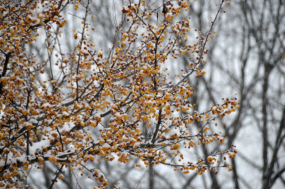 winter, tree, season, branches, snow, cold, nature, forest HD wallpaper
