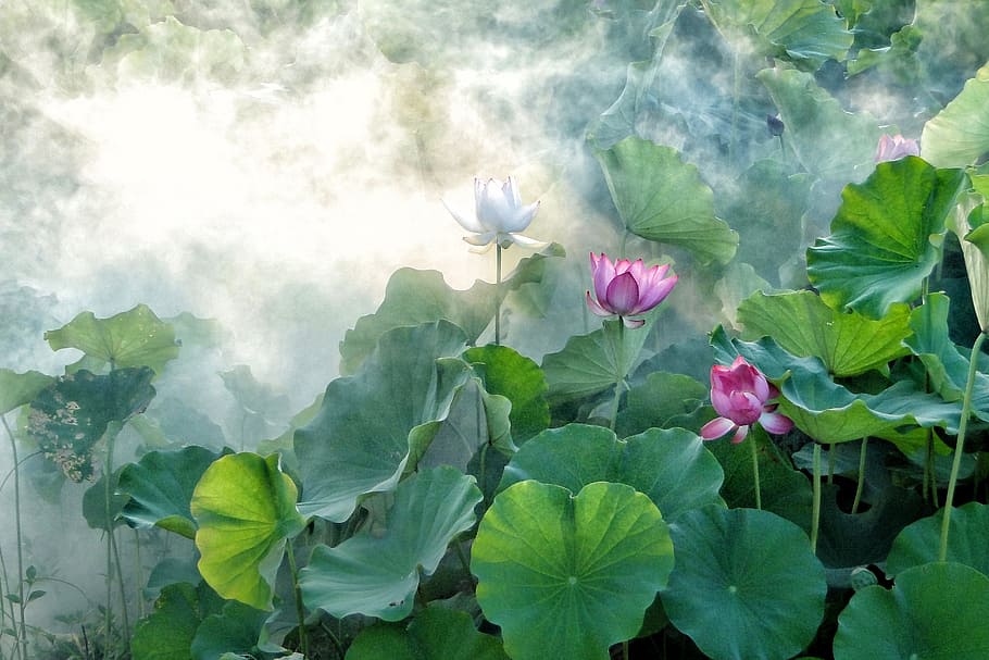 green taro plant artwork painting, lotus, summer, hasuike, cool HD wallpaper