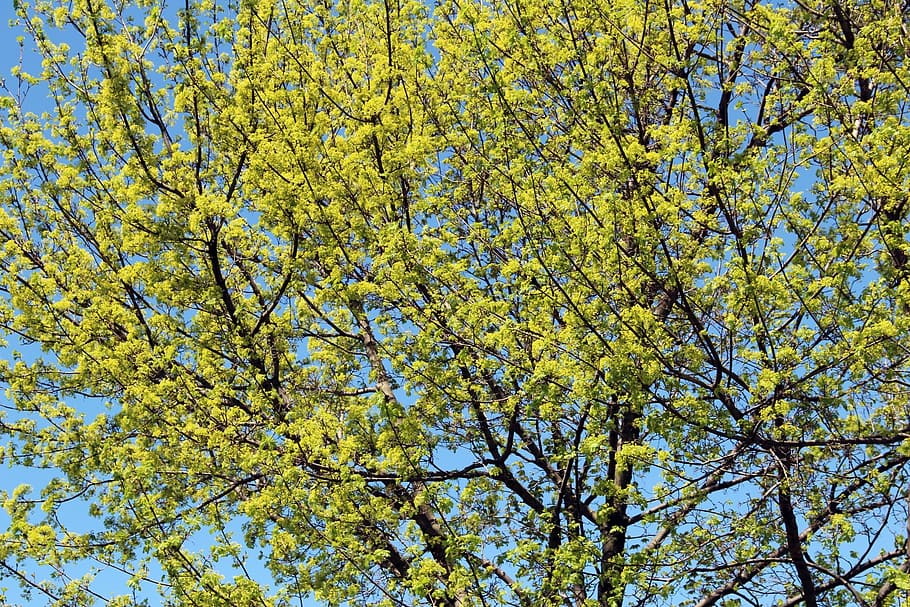 maple, tree, bloom, blossoming, forest, hardwood, pulp, sapling HD wallpaper