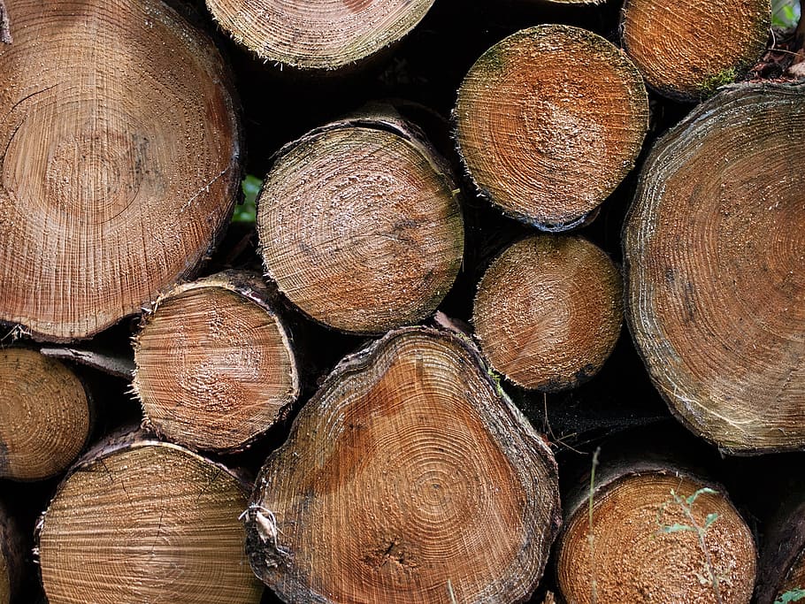 tree, tribe, forest, wood, timber, log, lumber industry, stack HD wallpaper
