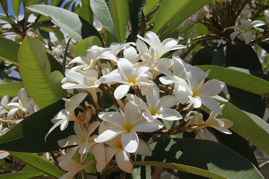 flowers, nature, spring, landscape, plant, flowering plant HD wallpaper