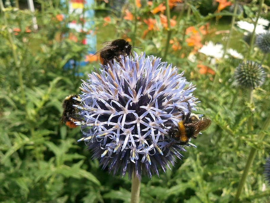 bumblebees, thistle, flower, wild, spur, prickly, purple, spiny HD wallpaper