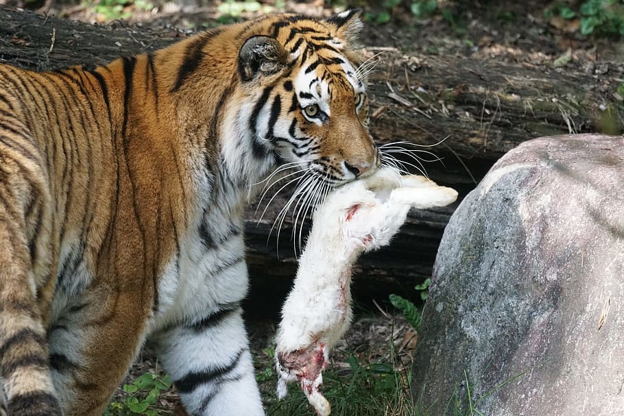 tiger, amurtiger, predator, cat, carnivores, siberian, dangerous HD wallpaper