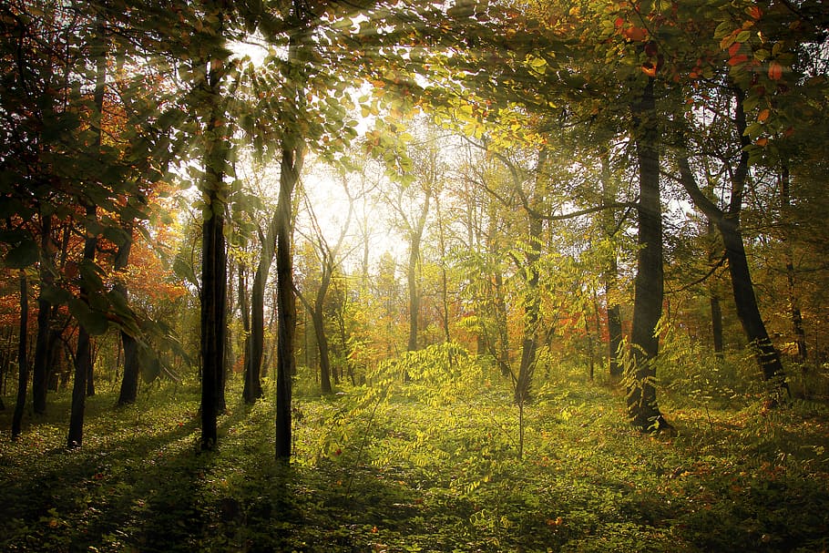 forest during daytime, rays, autumn, landscape, nature, sun HD wallpaper