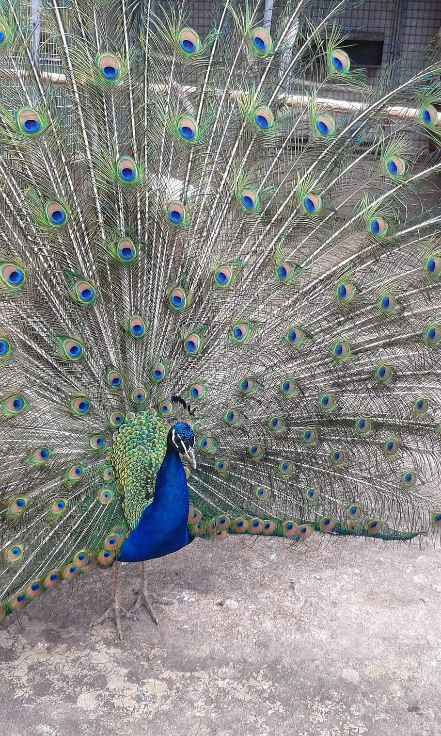 Peacock, Bird, Feathers, Tail, Plumage, animal, wildlife, nature HD wallpaper