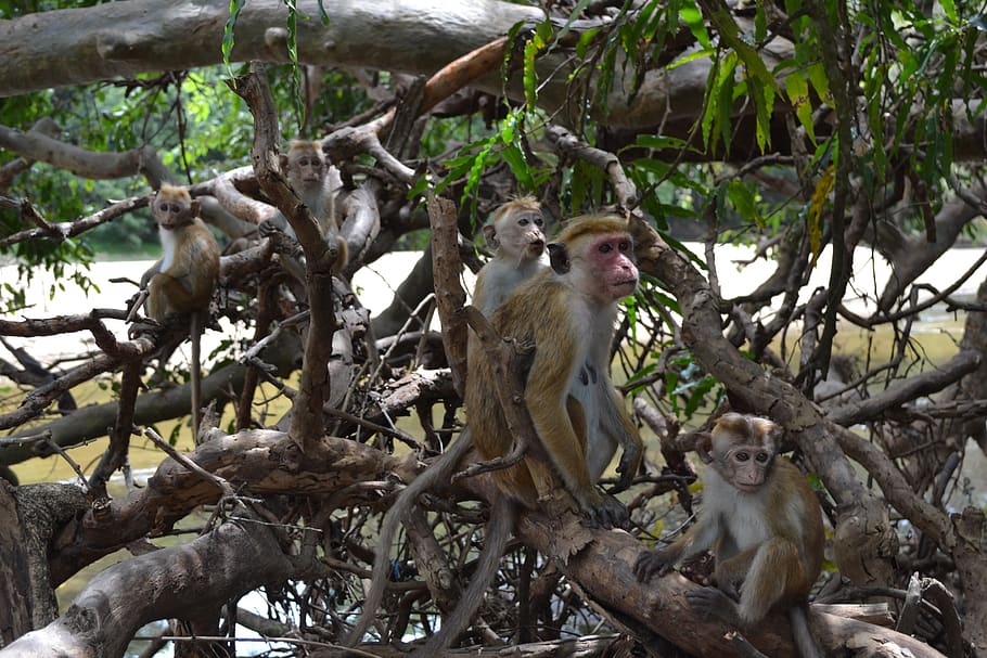 monkey, primacy, tree, jungle, animals in the wild, primate HD wallpaper