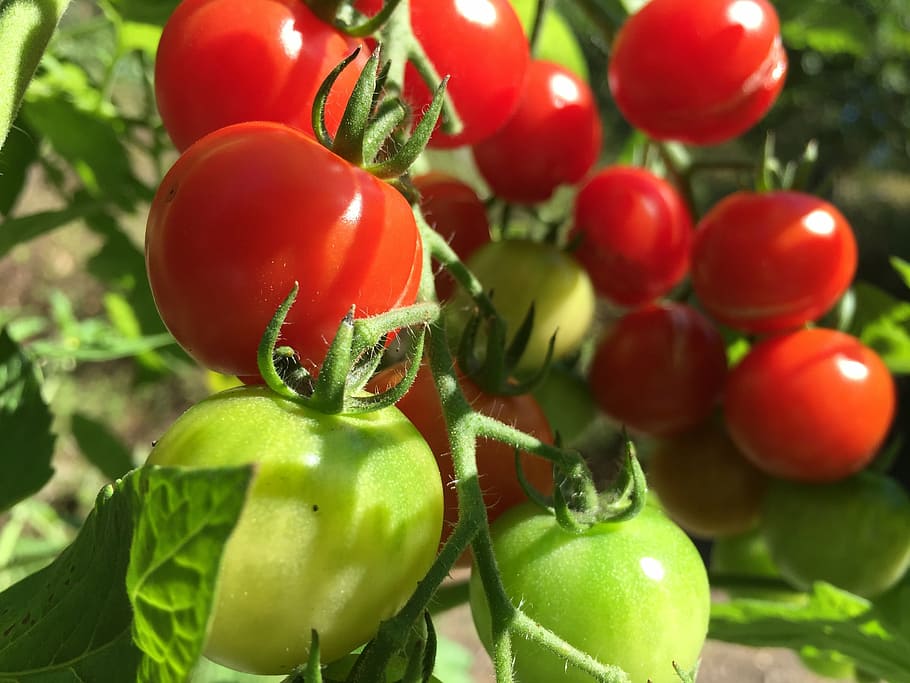 tomatoes, red, green, bush, vegetarian, vegetables, frisch HD wallpaper
