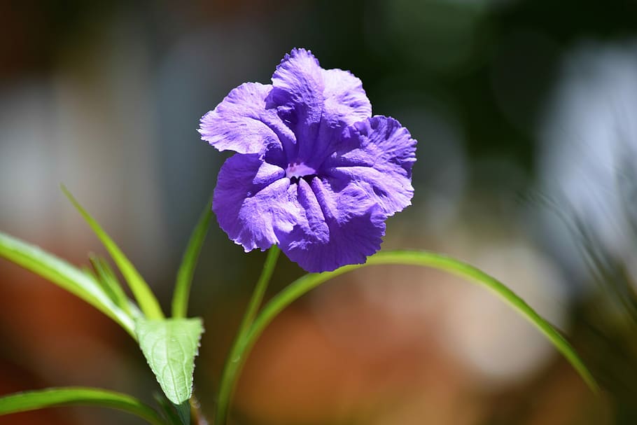 flower, nature, flora, flowering plant, beauty in nature, freshness HD wallpaper
