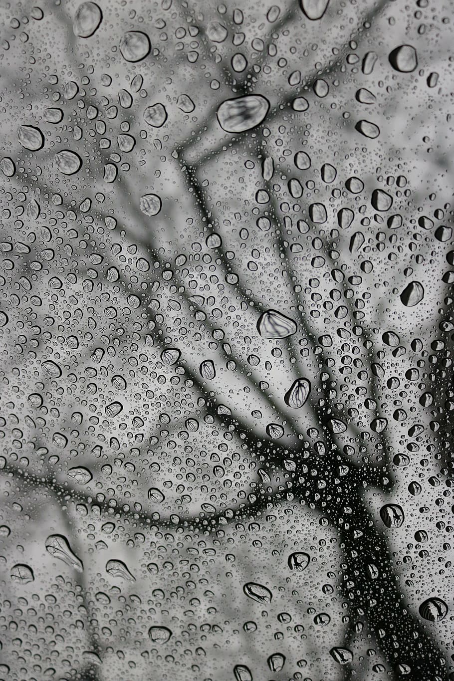 rain, drops, glass, tree, water, liquid, nature, blue, splash HD wallpaper