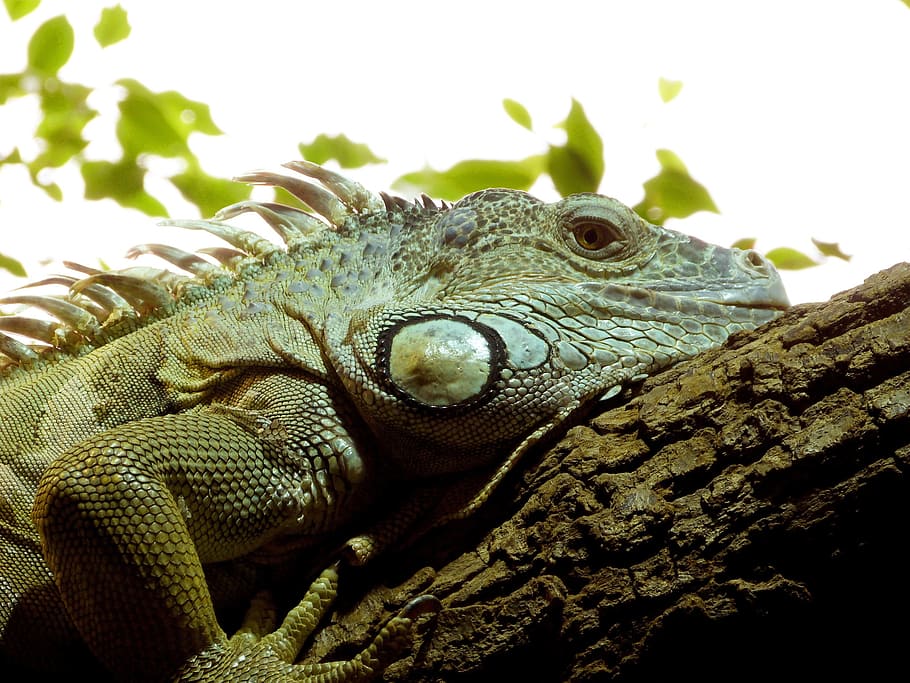 Reptile, Lizard, Iguana, Exotic, Skin, animal wildlife, one animal HD wallpaper