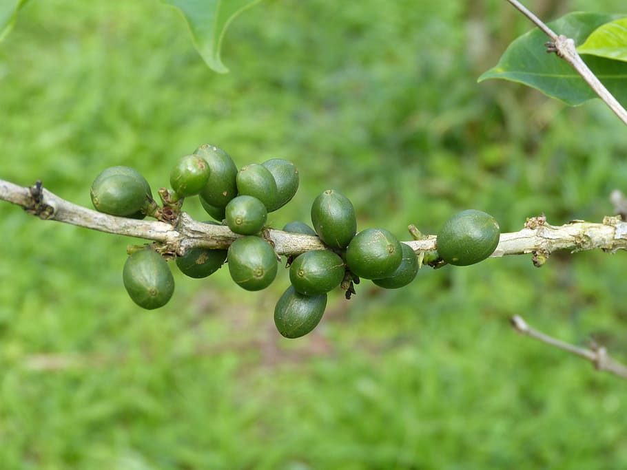 oval green fruits in tilt shift photography, coffee beans, berries HD wallpaper