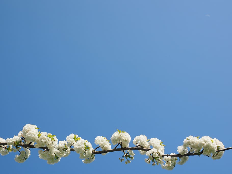 cherry blossom, white, spring, bloom, white blossom, tree, blossom branches HD wallpaper