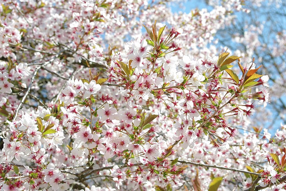 flower, tree, branch, plant, flowering plant, blossom, freshness HD wallpaper