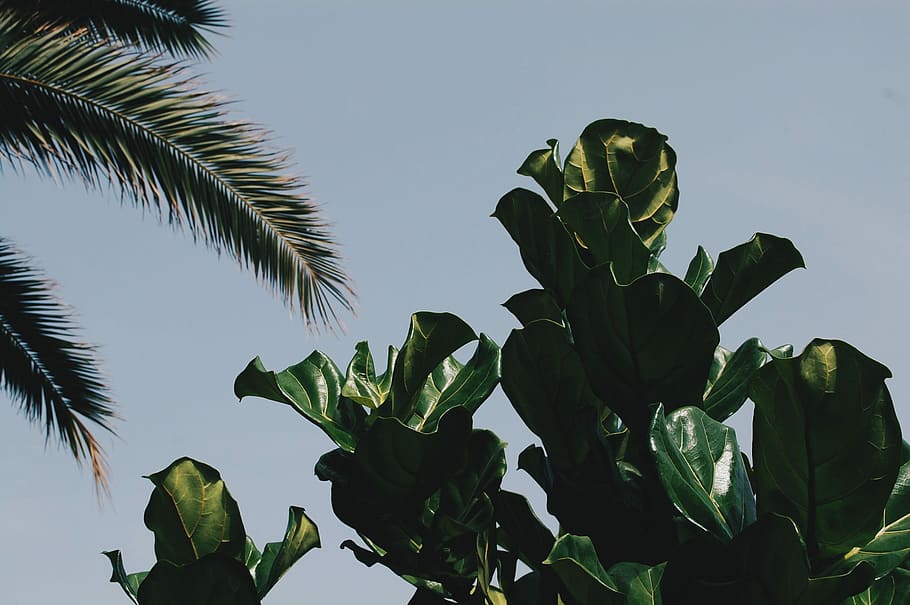 photo of green leafed tree, green tree during daytime, plant HD wallpaper