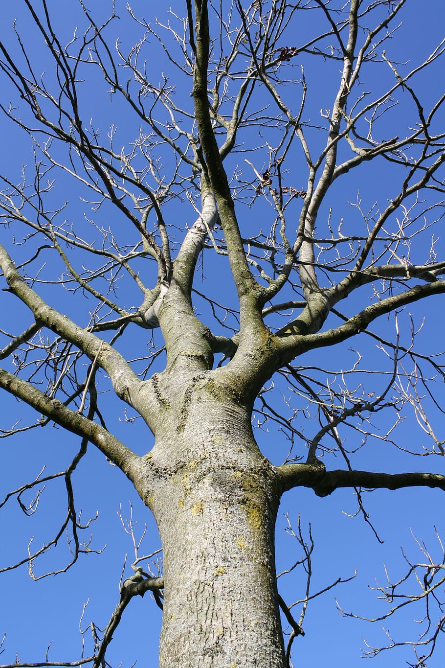 tree, oak, nature, blue, sky, season, sunny, outdoors, oak tree HD wallpaper