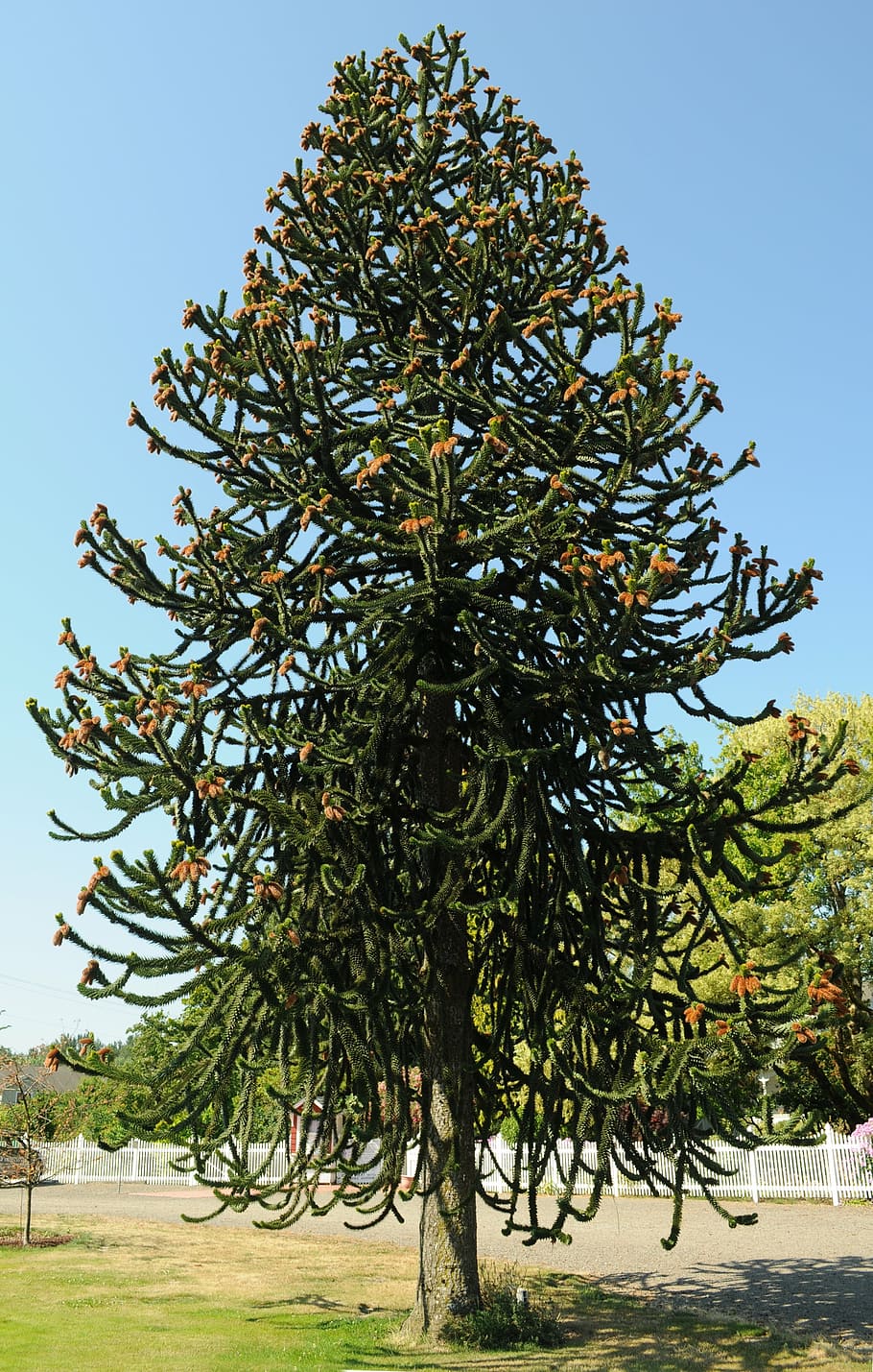 araucaria araucana, monkey puzzle tree, monkey tail tree, chilean pine