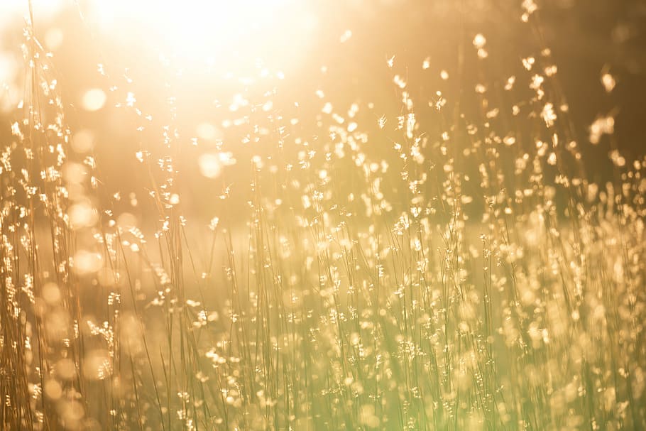 selective focus photography of plant, selective focus photography of grasses near woods during golden hour HD wallpaper