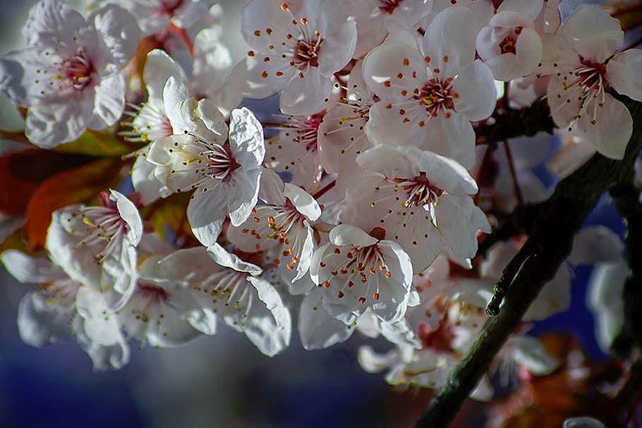 spring, flowers, cherries, white, tree, nature, closeup, flowering plant HD wallpaper