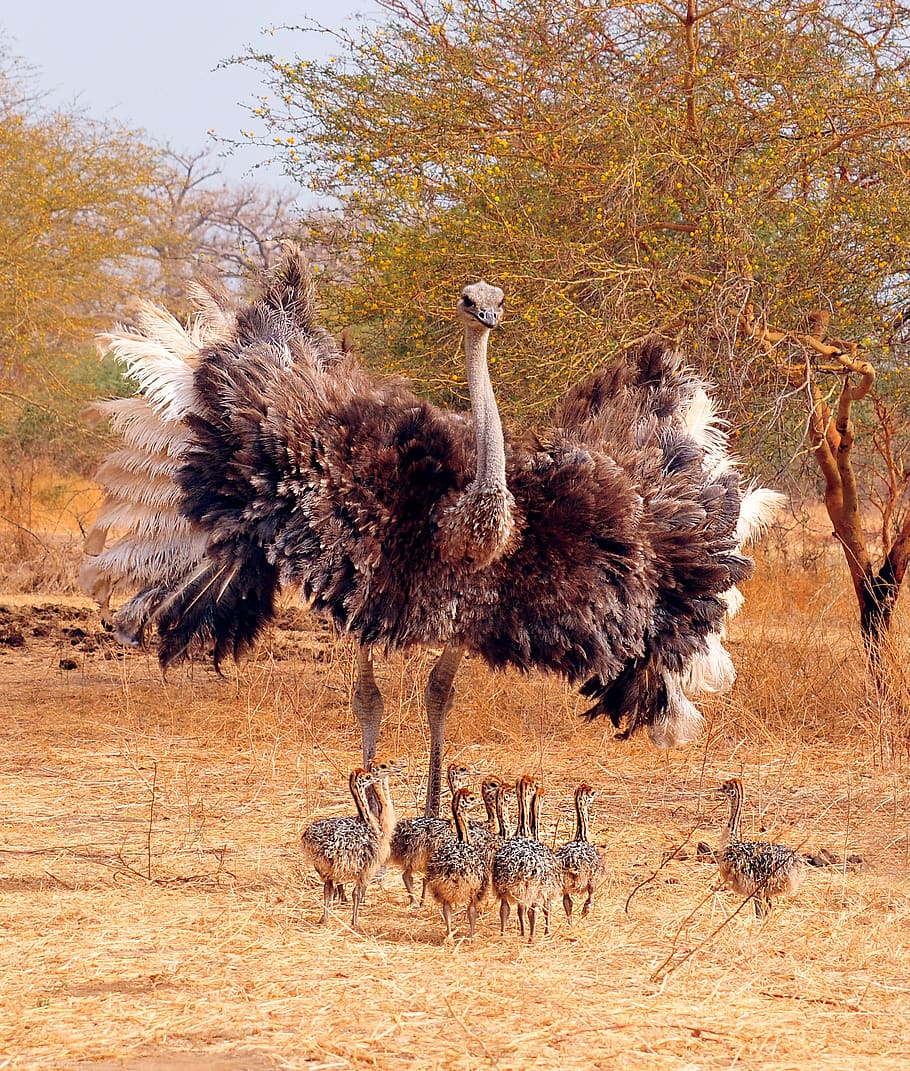 ostrich, bird, clutch, small, chicks, family, animal, animals in the wild