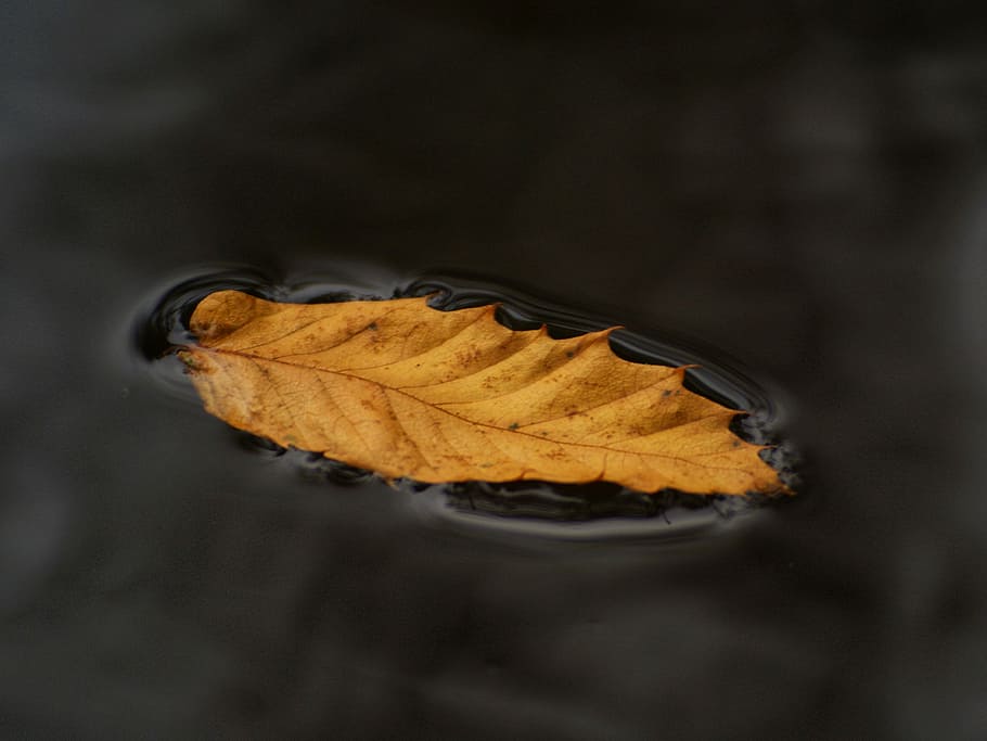 Lonley leaf, yellow leaf on water, puddle, float, orange, vein HD wallpaper