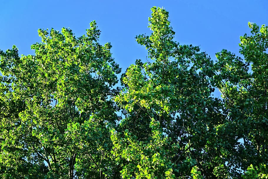 tree, treetop, crown, foliage, green, luscious, sky, blue skies HD wallpaper