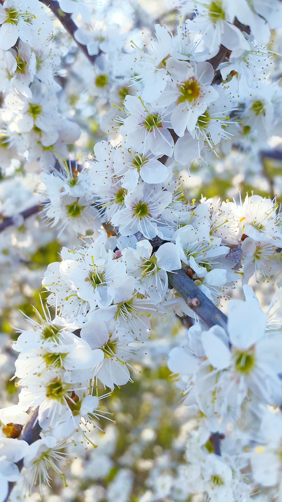 close-up photography of white cherry blossom tree, cherry blossoms HD wallpaper