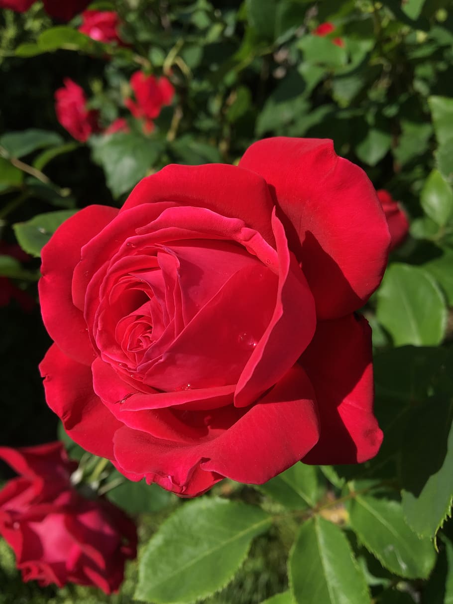 flower, rose, garden, flowering plant, beauty in nature, petal HD wallpaper