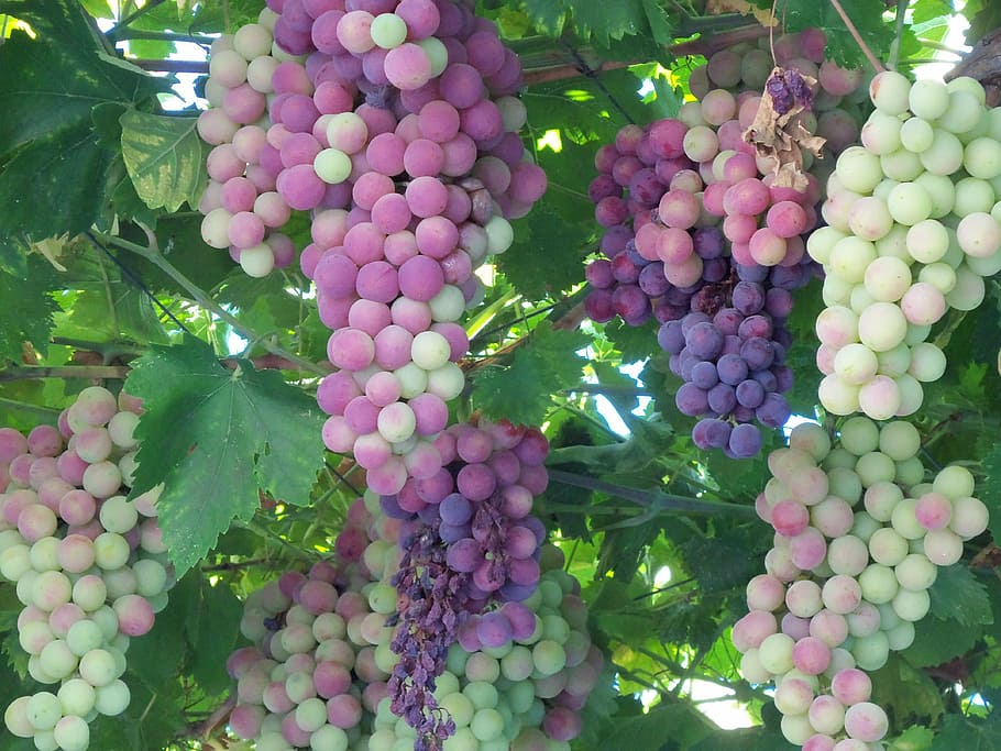bunch of grapes, fruit, wine, sweet, ripe, vine, grapevines HD wallpaper