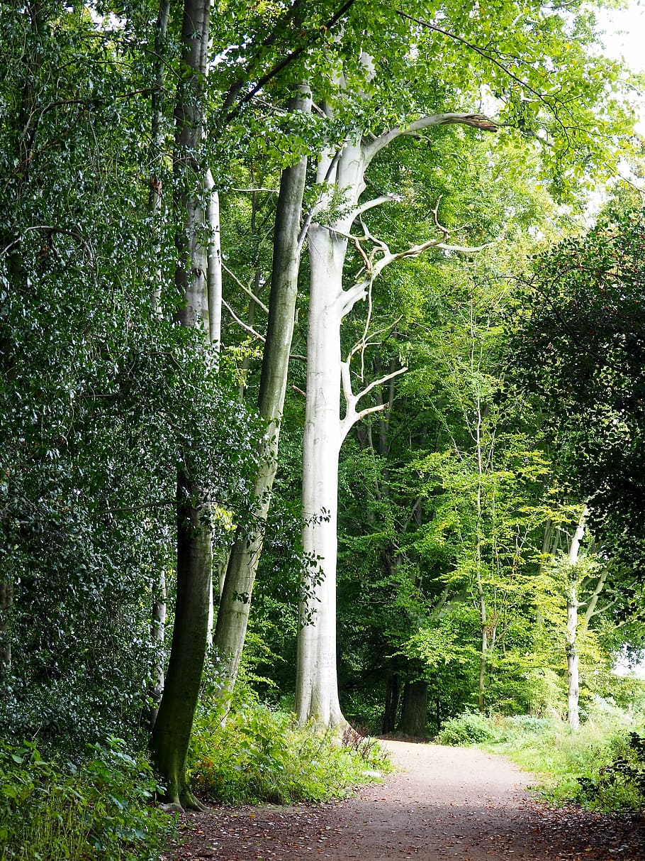 nature, trees, forest path, plant, growth, green color, beauty in nature HD wallpaper