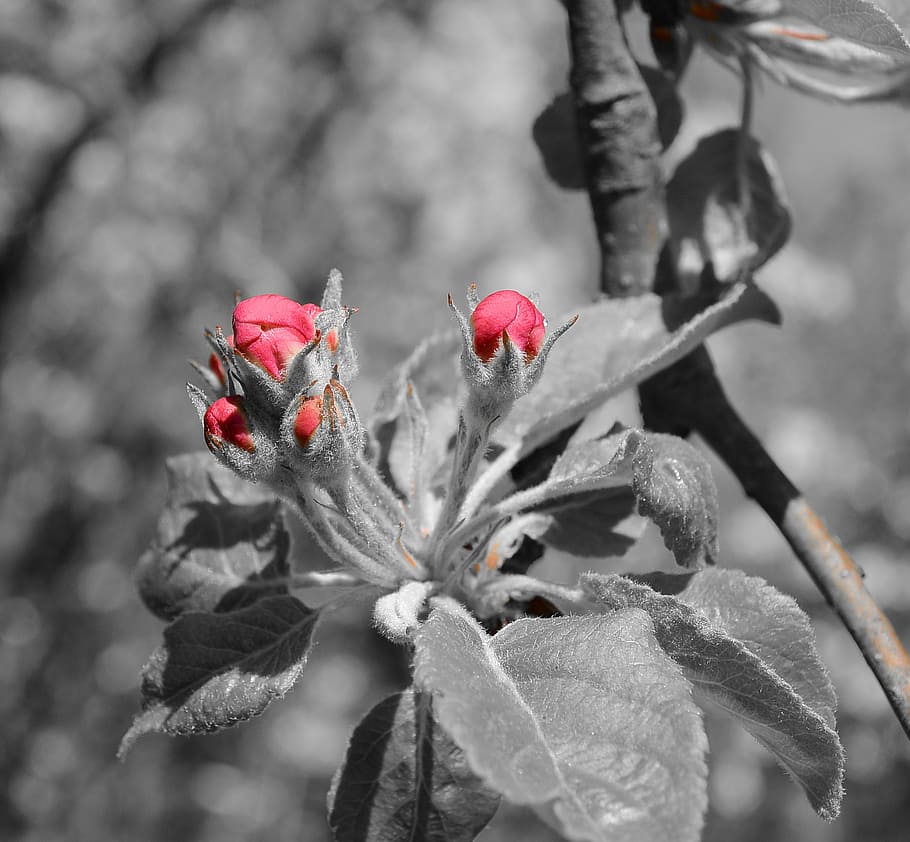blossom, bloom, bud, red, spring, nature, tree, mourning, plant HD wallpaper