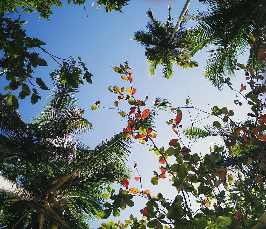 trees, tropical, view, coconuts, flowers, relax, enjoy, nature HD wallpaper