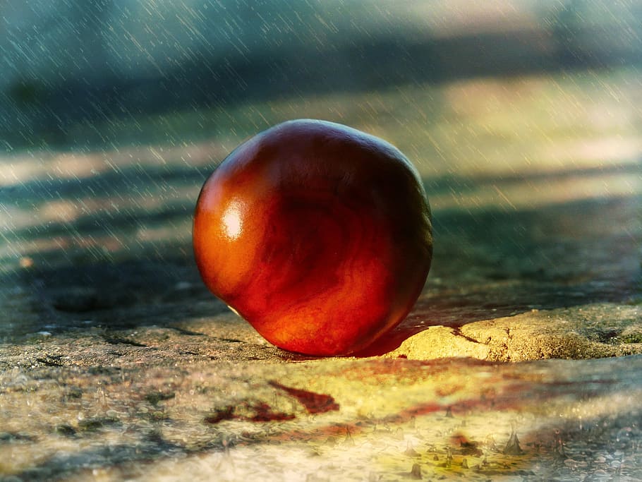 chestnut, stone floor, rain, lighting, sunlight, food and drink HD wallpaper