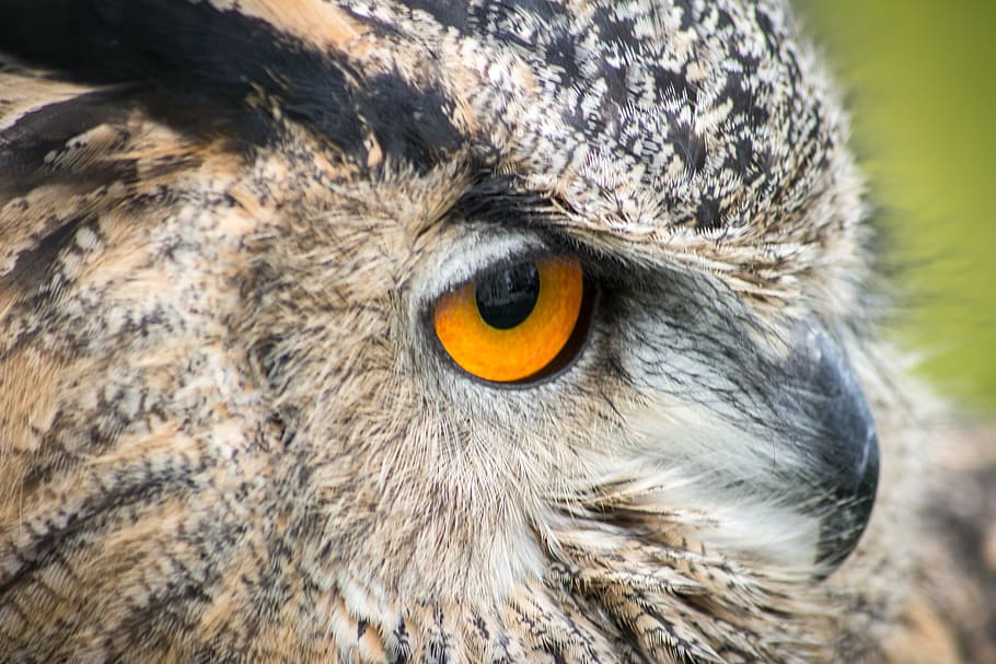 owl, bird, head, beak, wild, prey, eye, wildlife, bird of Prey HD wallpaper