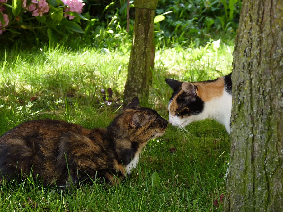 cat, animals, two, plant, animal themes, domestic cat, group of animals HD wallpaper