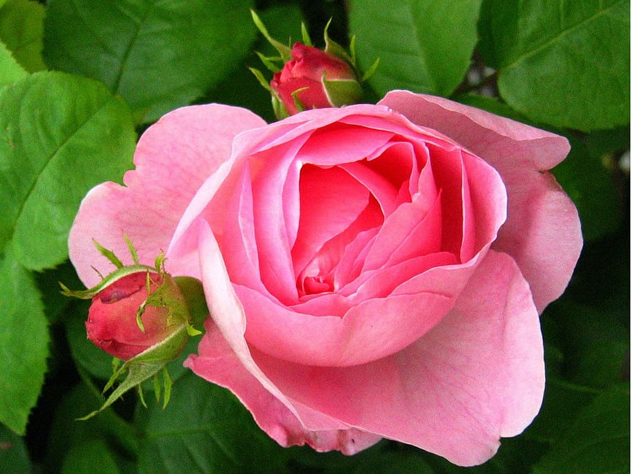 rose, pink, buds, rosebuds, flower, macro, petals, colour, color, HD wallpaper