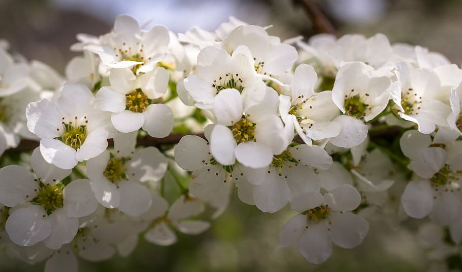 Meadowsweet 1080P, 2K, 4K, 5K HD wallpapers free download | Wallpaper Flare