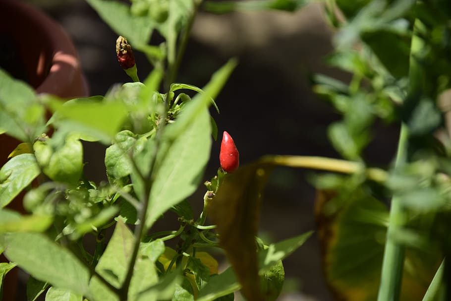 chilli, leaf, green, plant, growth, plant part, food and drink HD wallpaper