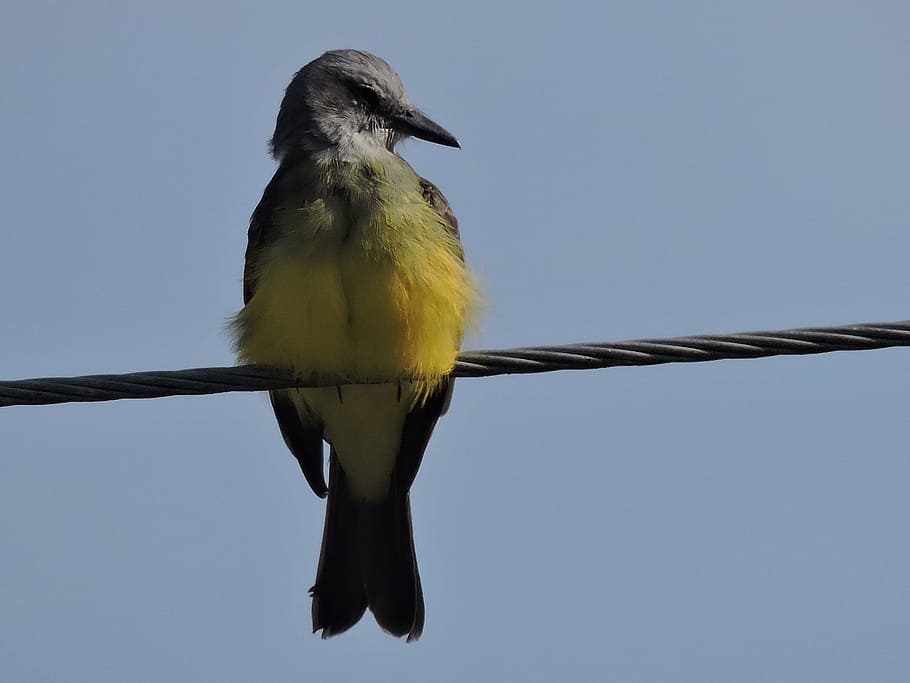 bird, ave, canary, sky, wings, feathers, peak, vertebrate, animal themes HD wallpaper