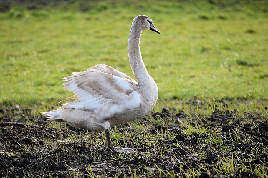 swan, young, portrait, bird, fly, wings, feather, wildlife HD wallpaper