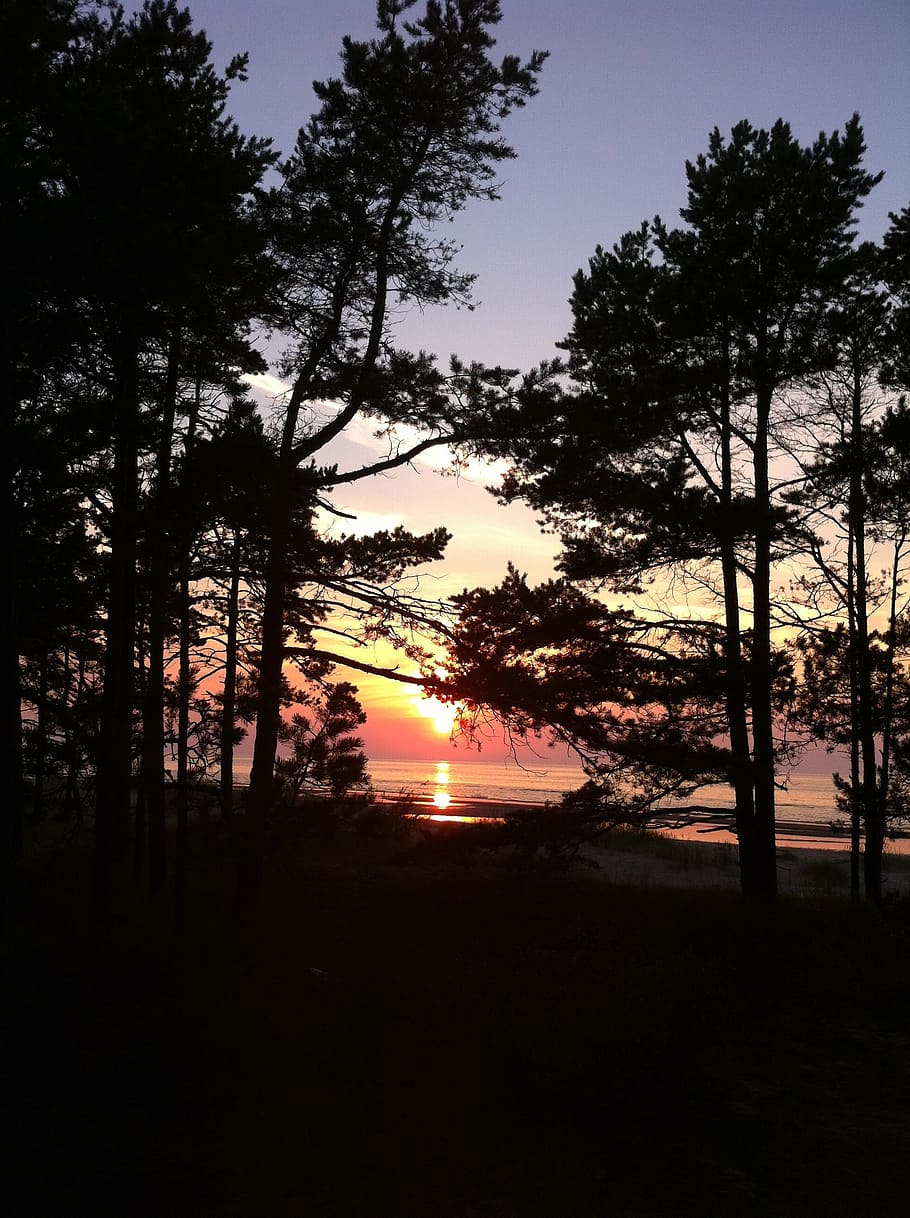 sea, sunset, trees, water, ocean, nature, summer, beach, sky HD wallpaper