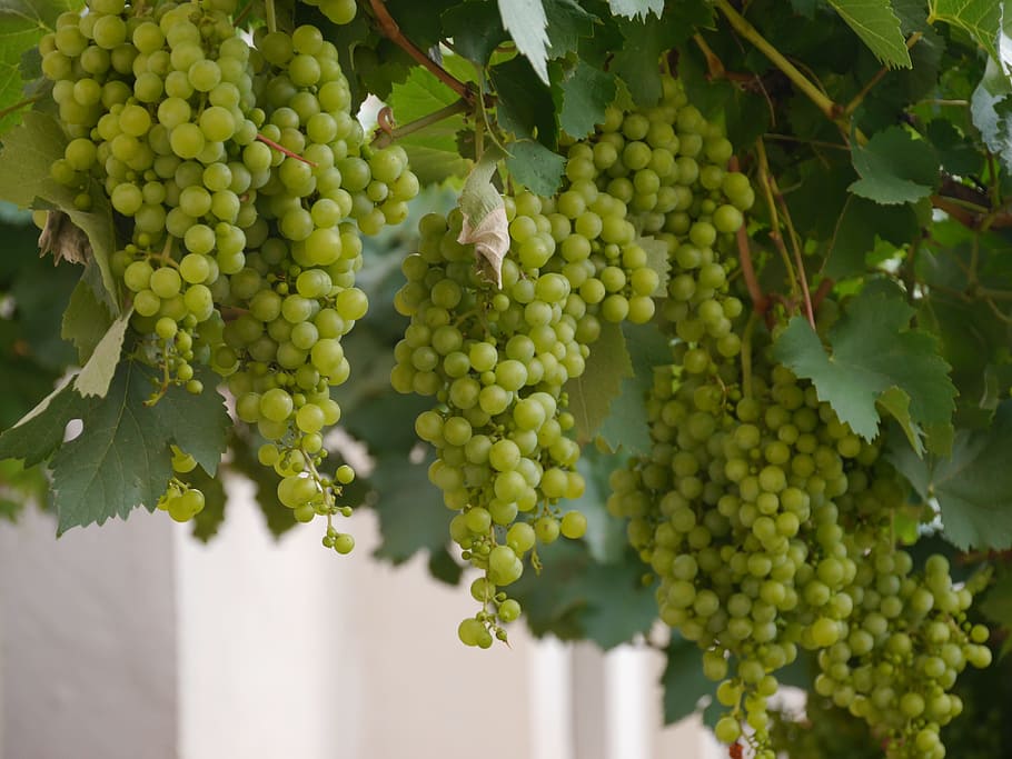 Vineyard, Wine, Grapes, Winegrowing, green grapes, fruit, salta wine, HD wallpaper